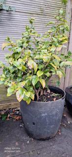 Mooie Camelia in pot vol bloemknoppen, Tuin en Terras, Overige soorten, Vaste plant, Ophalen of Verzenden, Halfschaduw