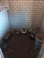 Sierduiven, Mannelijk, Overige soorten