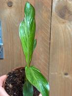Musa acuminata red variegata plant albo mint white, Huis en Inrichting, Ophalen of Verzenden, Overige soorten, Minder dan 100 cm