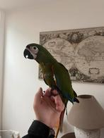 Jonge tamme dwergara ( ara severa ), Dieren en Toebehoren, Mannelijk, Papegaai, Geringd
