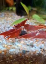 Te koop vuurgarnalen €1,25 per stuk Minimale afname 5 stuks, Dieren en Toebehoren, Vissen | Aquariumvissen, Kreeft, Krab of Garnaal