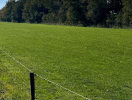 Gezocht weide omgeving Steenderen, Dieren en Toebehoren, Stalling en Weidegang, Weidegang