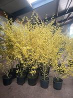 Hamamelis toverhazelaar xxl leverbaar in 2 bloemkleuren, Ophalen of Verzenden, Zomer, Overige soorten, Volle zon