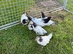 TE KOOP 5 LAKENVELDER HENNEN MET 1 HAAN, Meerdere dieren, Kip