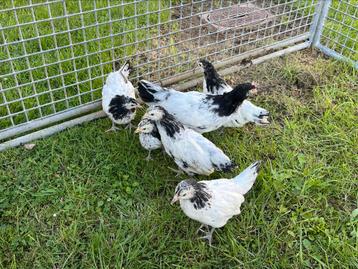 TE KOOP 5 LAKENVELDER HENNEN MET 1 HAAN beschikbaar voor biedingen
