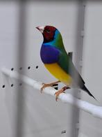 Prachtige Gouldamadine man, Dieren en Toebehoren, Vogels | Overige Vogels, Mannelijk, Geringd