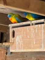 Diverse vogels, Dieren en Toebehoren, Vogels | Parkieten en Papegaaien, Meerdere dieren, Parkiet