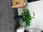 Plant met pot, Huis en Inrichting, Ophalen, 100 tot 150 cm, Overige soorten, Halfschaduw