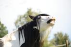 Bloedmooie tinker / irish cob merrie te koop, Dieren en Toebehoren, Paarden en Pony's | Dekhengsten en Fokmerries, Merrie
