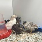 Chinese dwergkwartels, Mannelijk, Overige soorten