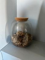 Terrarium / ecosysteem, Ophalen