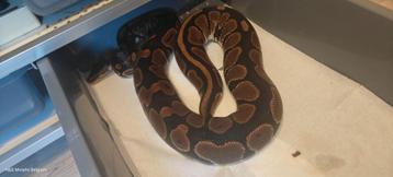 ball python 100% het ultramel/pied beschikbaar voor biedingen