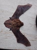 Opgezette vleermuizen, Verzamelen, Ophalen of Verzenden, Nieuw, Wild dier, Opgezet dier