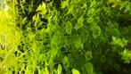 Ambulia Limnophila S.  15x, Ophalen, Zo goed als nieuw, Plant(en), Steen of Hout