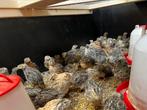 Japanse Kwartel, Dieren en Toebehoren, Pluimvee, Meerdere dieren, Overige soorten