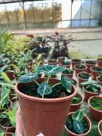 Alocasia Black Velvet - Zeldzame Kamerplant, Overige soorten, In pot, Minder dan 100 cm, Groene kamerplant