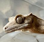 Wimpergekko, Dieren en Toebehoren, Reptielen en Amfibieën