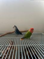 Agapornissen stel, Geslacht onbekend, Dwergpapegaai of Agapornis