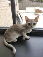 Singapura kitten poesje, Poes, Gechipt, 0 tot 2 jaar