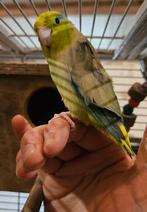 Forpus Coelestis groen bont, Mannelijk, Dwergpapegaai of Agapornis, Tam