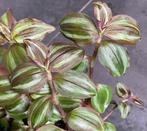 Tradescantia Zebrina Leprechaun stekjes, Ophalen of Verzenden, Overige soorten, Halfschaduw, Minder dan 100 cm