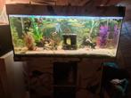 Mooi groot aquarium van 1 meter., Dieren en Toebehoren, Vis