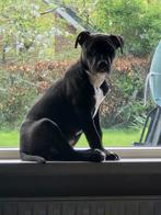 Lieve pocket bully/ Amerikaanse stafford shire!, Dieren en Toebehoren, Honden | Bulldogs, Pinschers en Molossers, 15 weken tot 1 jaar