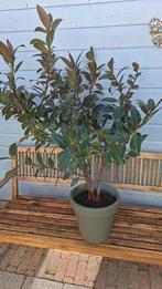 Ficus elastica, Huis en Inrichting, Kamerplanten, Ophalen, Ficus