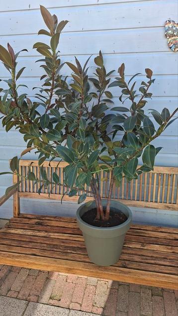 Ficus elastica beschikbaar voor biedingen