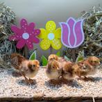 Tamme Rhode Island Red kriel kuikens gesekst & ingeënt