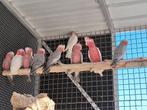 handtamme rose kaketoes, Dieren en Toebehoren, Vogels | Parkieten en Papegaaien, Meerdere dieren, Papegaai, Tam
