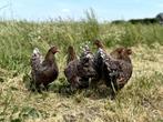 Wyandotte kriel kip verschillende kleuren gesekst + ingeënt, Dieren en Toebehoren, Vrouwelijk, Kip
