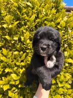Golden Retriever x Australian Shepherd pups – Zwart & Uniek, Dieren en Toebehoren, Rabiës (hondsdolheid), Overige rassen, 8 tot 15 weken