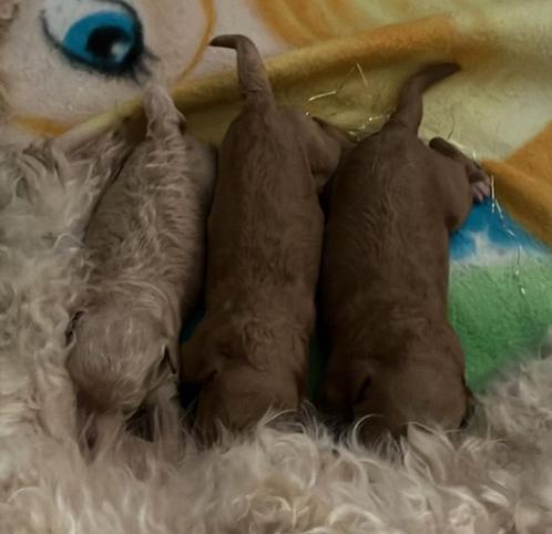 Mini labradoodle pups, Dieren en Toebehoren, Honden | Beagles, Bassets en Lopende honden, Meerdere dieren, Overige rassen, Particulier