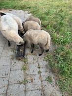 Mooie clun forest schapen, Dieren en Toebehoren, Meerdere dieren, Schaap, 0 tot 2 jaar