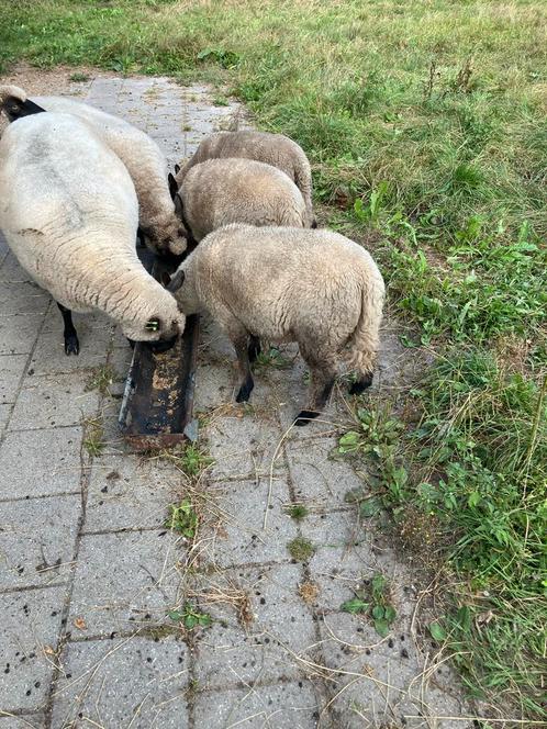 Mooie clun forest schapen, Dieren en Toebehoren, Schapen, Geiten en Varkens, Schaap, Meerdere dieren, 0 tot 2 jaar