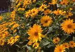 Bloemen zaadjes stekjes zonnehoed, Ophalen of Verzenden, Gehele jaar, Volle zon