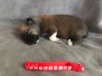 Mooie border collie pups /puppy, CDV (hondenziekte), 8 tot 15 weken, Collie, Meerdere