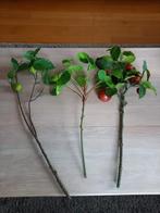 3 mooie grote takken appel,peer pannenkoekplant, Ophalen of Verzenden, Zo goed als nieuw