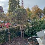2 olijfbomen dikke stam, Tuin en Terras, Planten | Bomen, Ophalen, Volle zon, Olijfboom, 100 tot 250 cm