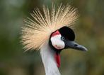 Grijze kroonkraanvogels, Dieren en Toebehoren, Meerdere dieren, Overige soorten