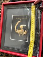 Lijstje Schorpioen / 24k bladgoud / Nieuw, Ophalen, Nieuw