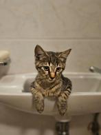 Knuffelige, liefste poesje Gisèlle, Dieren en Toebehoren, Katten en Kittens | Overige Katten, Meerdere dieren, Kortharig, 0 tot 2 jaar