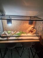 Baardagaam met terrarium, Dieren en Toebehoren, Ophalen of Verzenden, Zo goed als nieuw