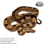 Boa Constrictor C2.2023, Slang, Tam, 0 tot 2 jaar