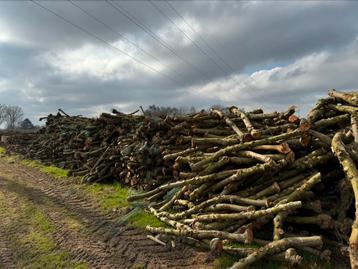 Appelboomstammen te koop beschikbaar voor biedingen