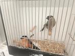 Goudvinken, Meerdere dieren, Tropenvogel