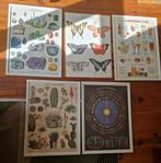 50x70 4 lijsten, 5 posters, Ophalen, 50 tot 75 cm, Zo goed als nieuw, Minder dan 50 cm