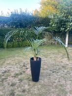 Palm - kamerplant in pot, Ophalen, Overige soorten, In pot, 150 tot 200 cm