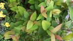 Hertshooi (Hypericum androsaemum) 1 meter hoog, Tuin en Terras, Planten | Tuinplanten, Zomer, Vaste plant, Ophalen of Verzenden